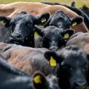 В Астраханской области массово утилизируют скот из-за 